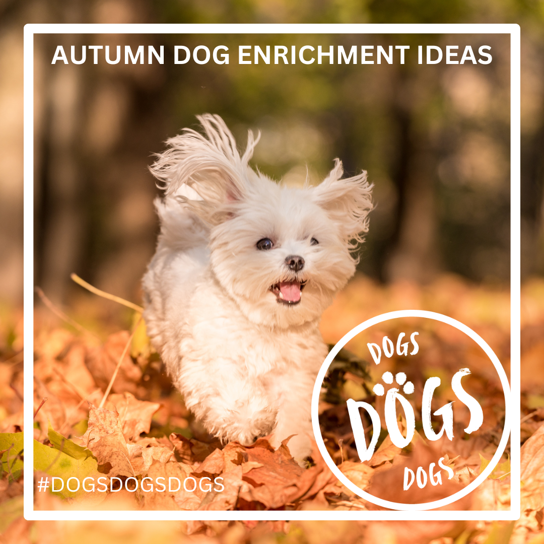 Autumn Dog Enrichment: Fun and Engaging DIY Ideas for Indoors and Outdoors