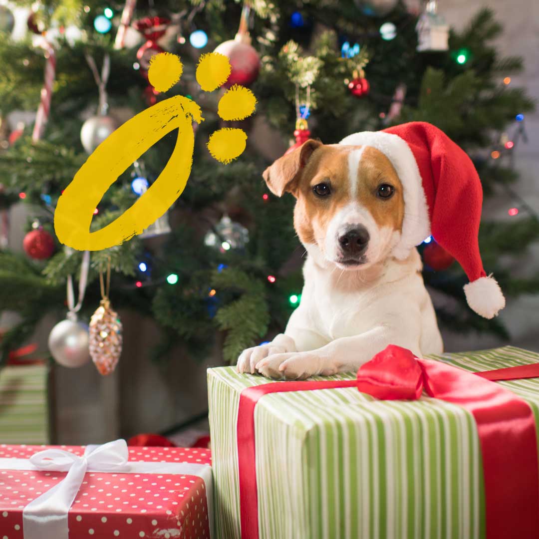 Christmas present ideas for your dog