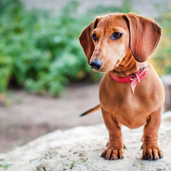 2 Memory dachshund fashion dog