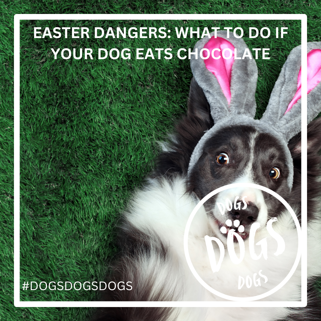 Easter Dangers: What to Do If Your Dog Eats Chocolate