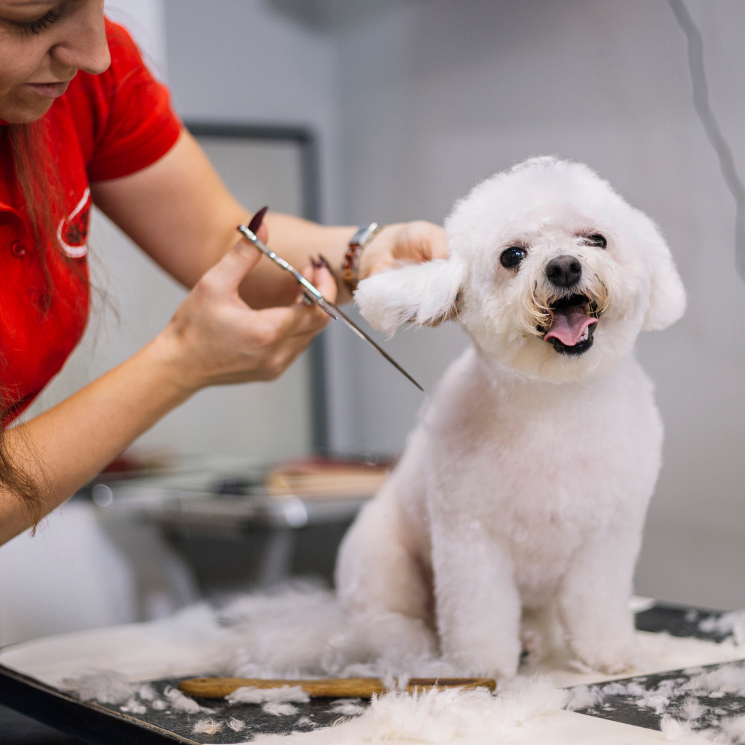 Dog store groomers nearby