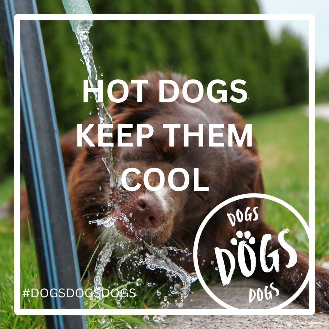 Keeping Your Dog Cool This Summer: Tips and Tricks for a Happy Pup
