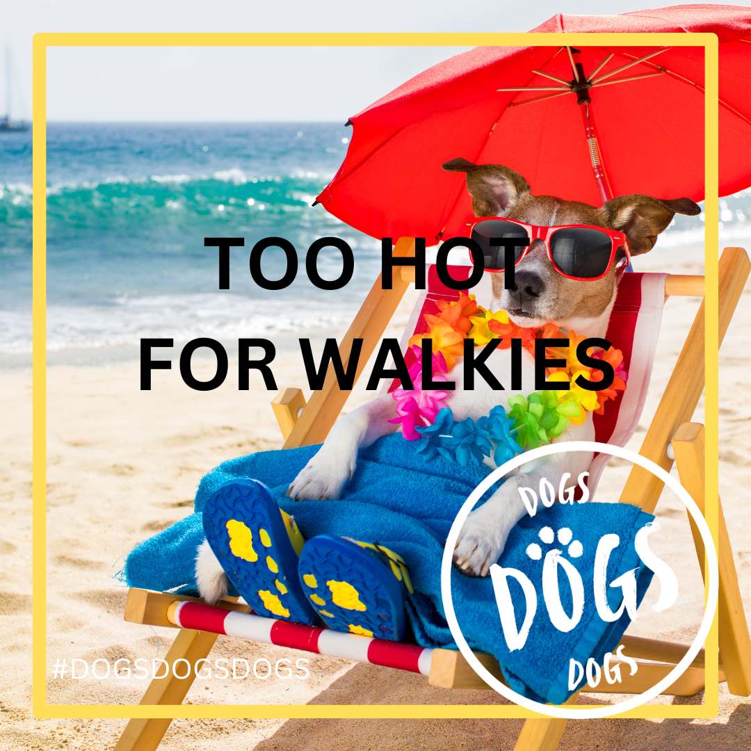 When Is It Too Hot to Walk Your Dog? Tips from Dogs Dogs Dogs!