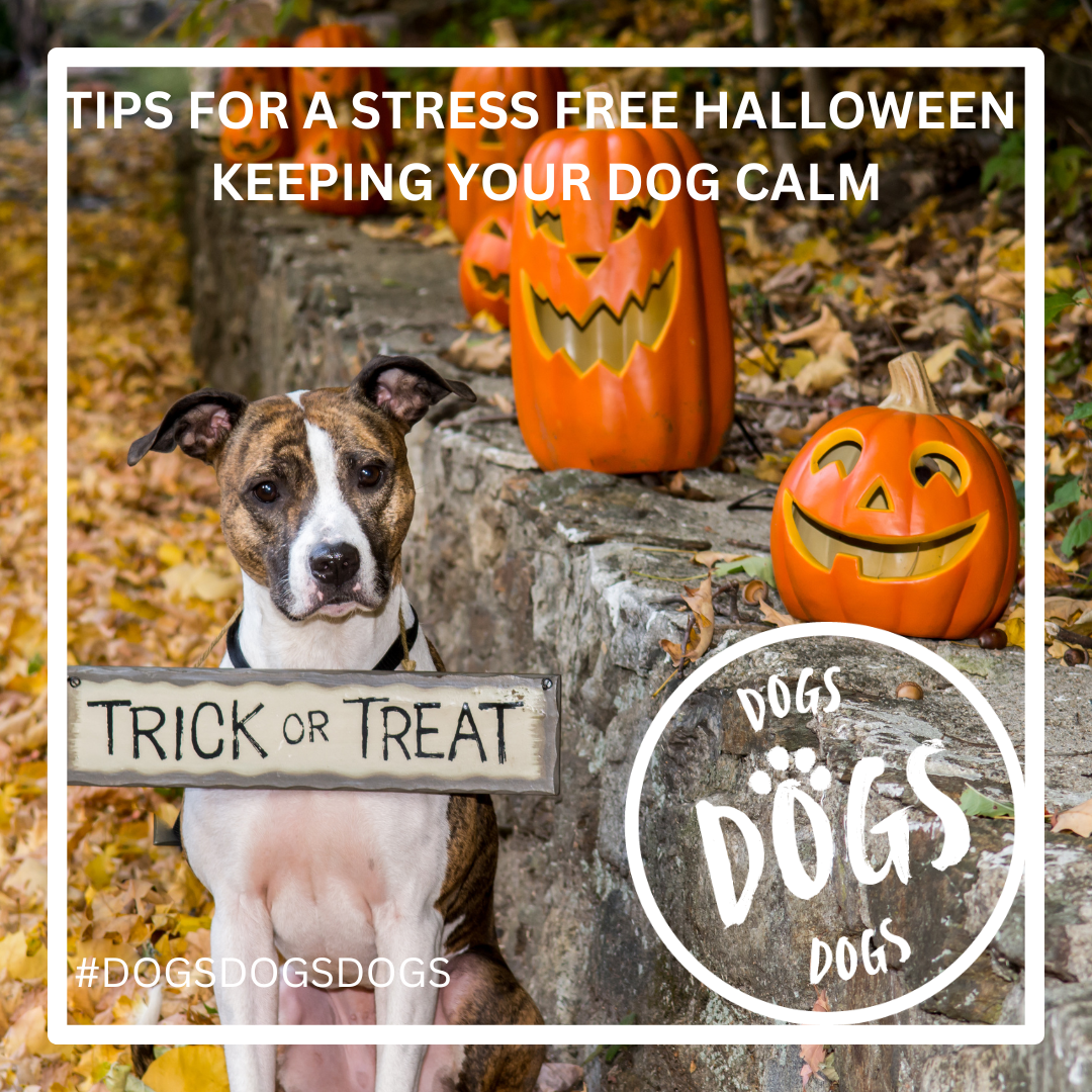 Tips for keeping your dog calm during Halloween trick or treating, dog with pumpkins