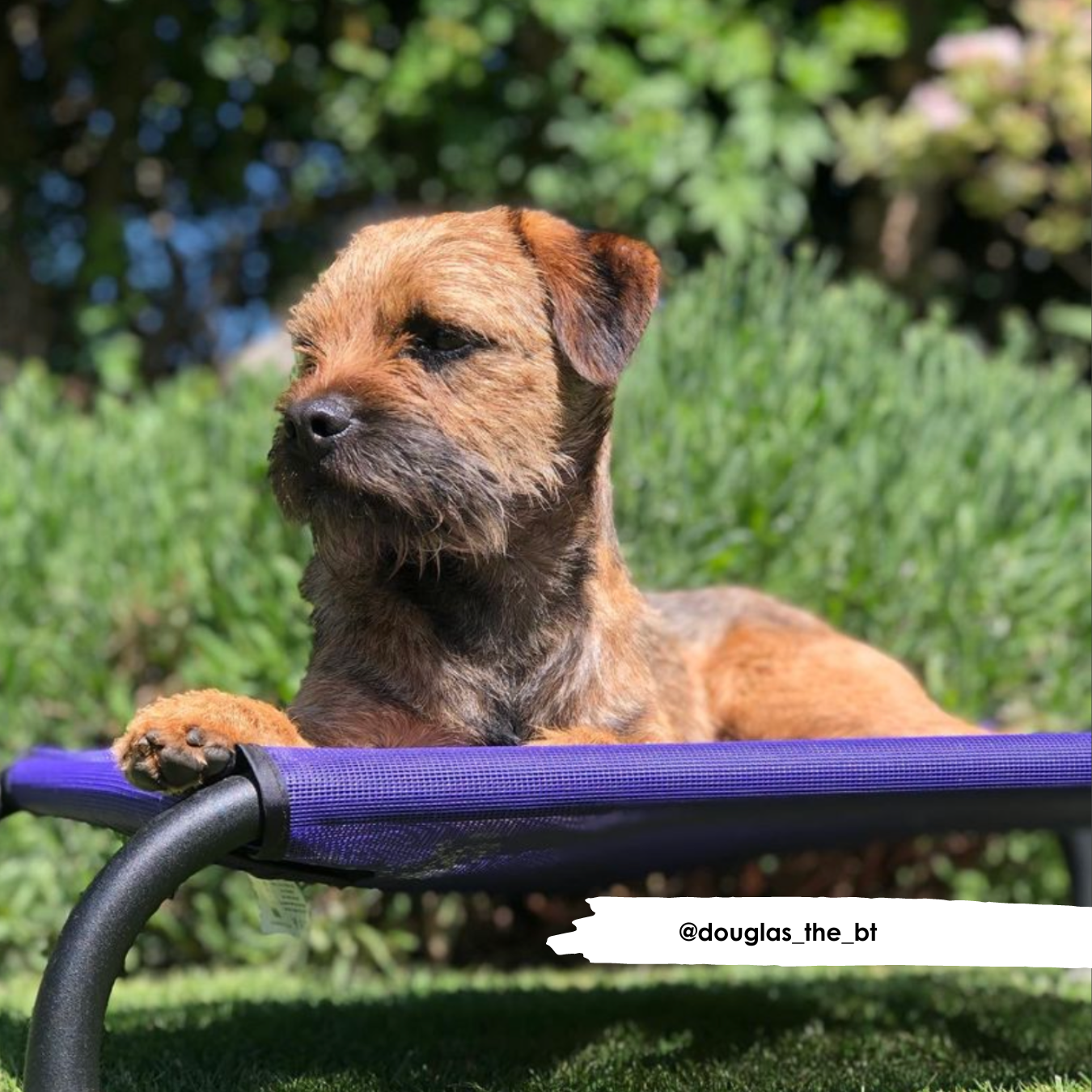 HiK9 Bed with Purple Mesh Cover